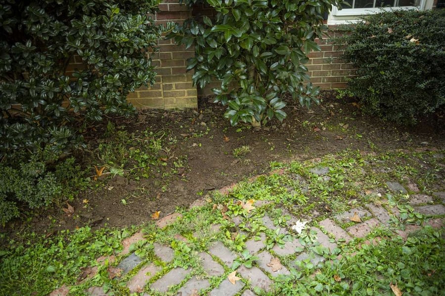 How to Prevent Weeds From Growing Between Pavers It Starts With